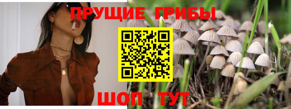 Галлюциногенные грибы мухоморы  что такое   Вход с VPN  Глазов  Псилоцибиновые грибы GOLDEN TEACHER 